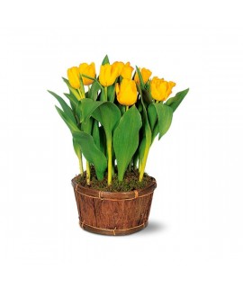 Potted Yellow Tulips